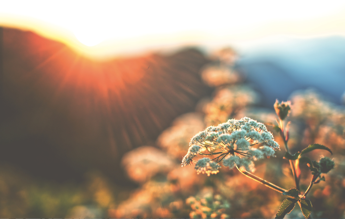 2025 Expansion Goals and Roadmap for Hemp Fiber and Grain Association For US Producers