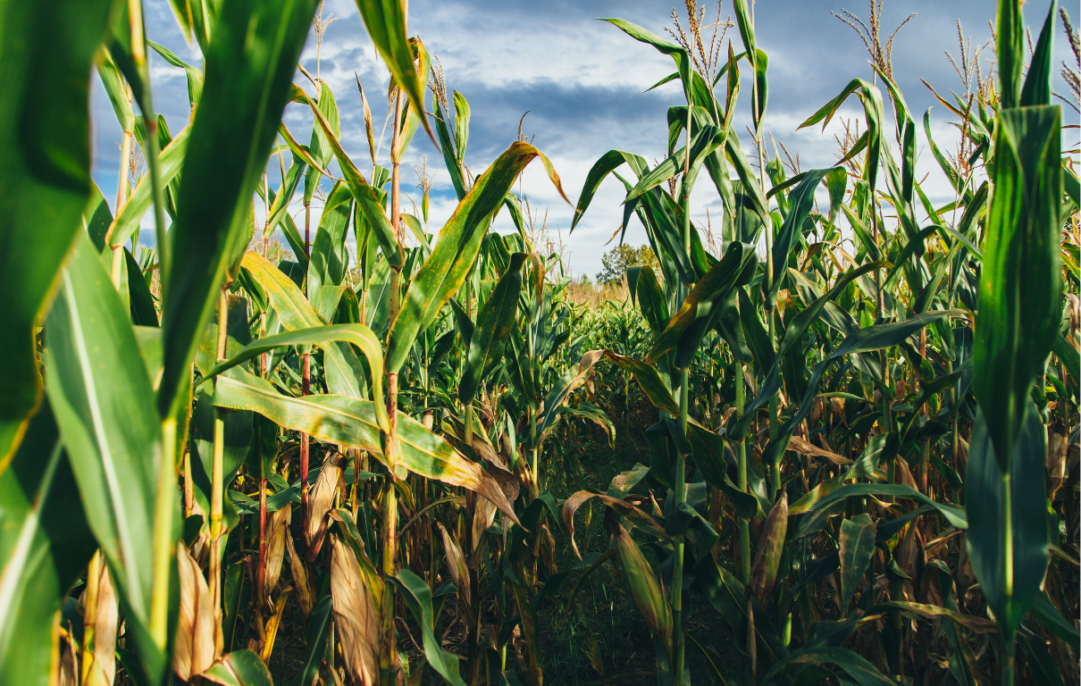 Side-by-side comparison of a corn field with falling profit chart and a hemp fiber field with rising profit chart