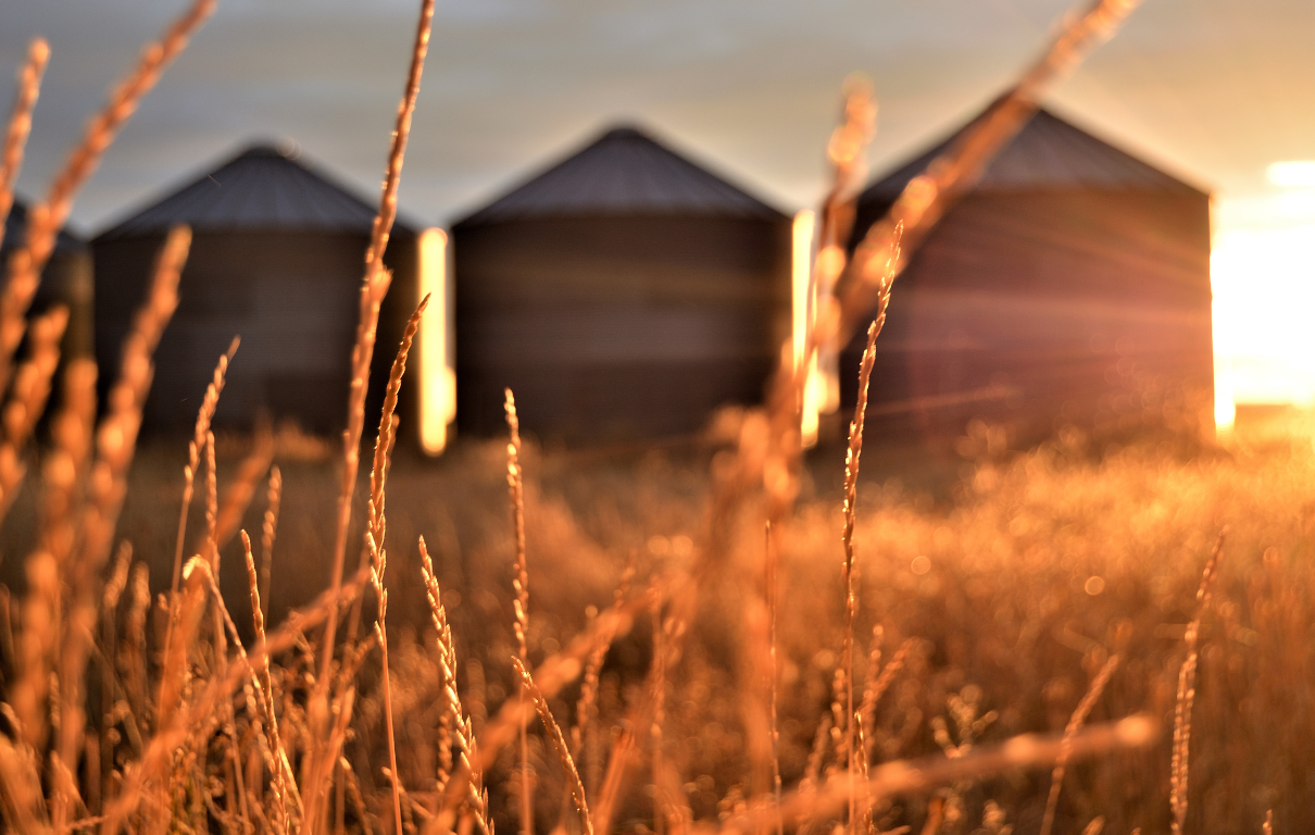 How Trade Tariffs Will Impact US Hemp Fiber and Grain