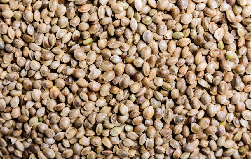 Certified vs Uncertified Seed In The Industrial Hemp Market