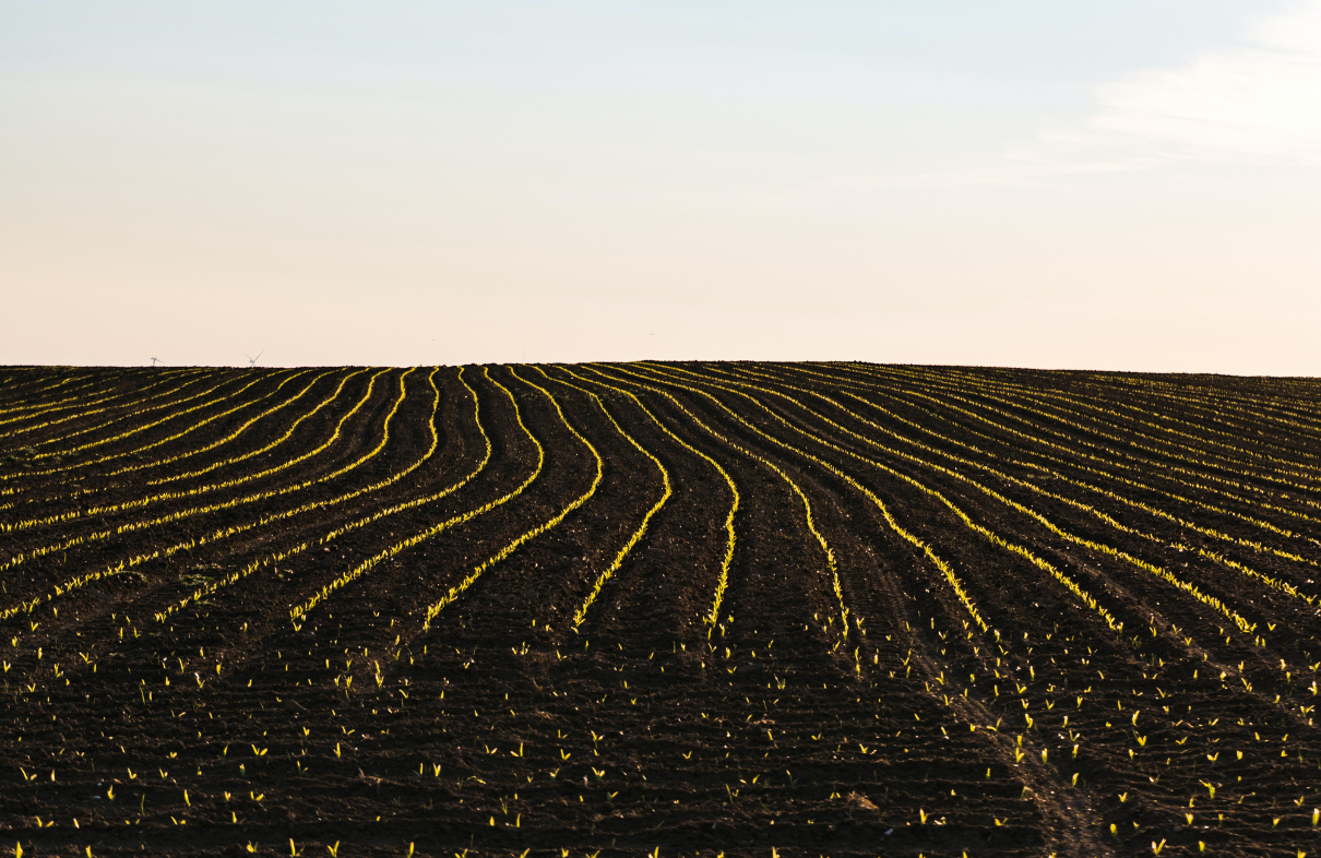 hemp fiber agronomy